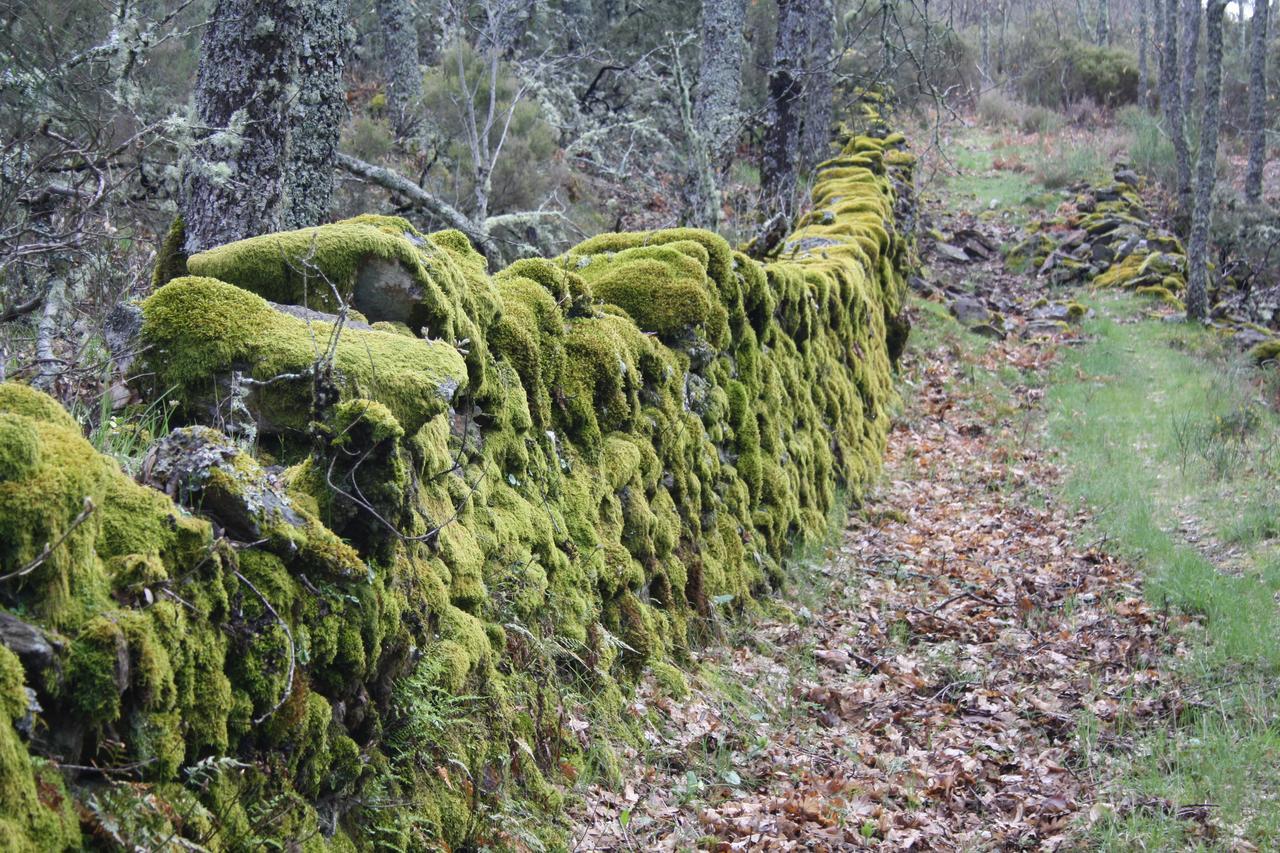 Apartamentos Sierra de Francia Monsagro Zewnętrze zdjęcie